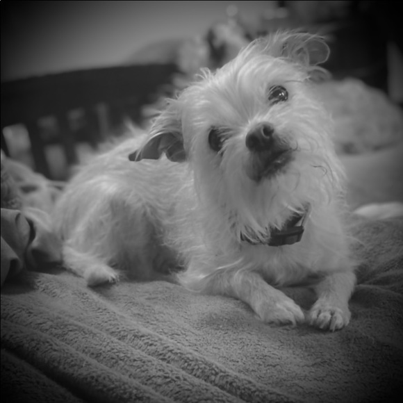 Meet your Posher, Shannon kunkle - Picture 5 of 5